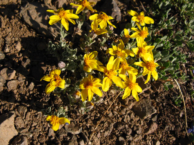 Deep Yellow Flower, Stanislaus Peak.